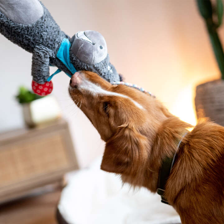 Nobby Plüschtier ESEL für Hunde